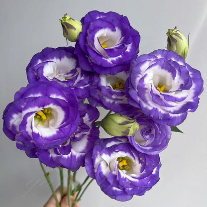 🔥Ostatni dzień wyprzedaży💝Eustoma Thornless Rose💐Lisianthus Seeds