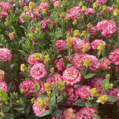 🔥Ostatni dzień wyprzedaży💝Eustoma Thornless Rose💐Lisianthus Seeds