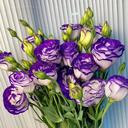 🔥Ostatni dzień wyprzedaży💝Eustoma Thornless Rose💐Lisianthus Seeds