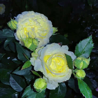 🔥Ostatni dzień wyprzedaży💝Eustoma Thornless Rose💐Lisianthus Seeds